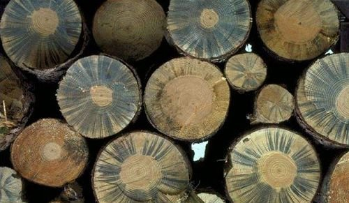 木及木制品合规申报指引