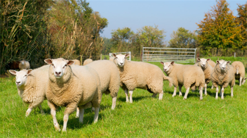 进境牛羊隔离检疫有哪些步骤跟要求