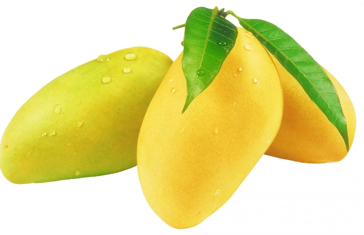 【政策解读】进口埃及鲜食芒果植物检疫要求知多少