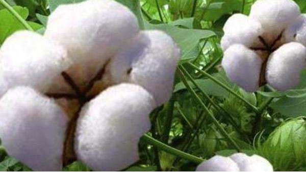 进口棉花需要什么特别的手续或者许可证吗？