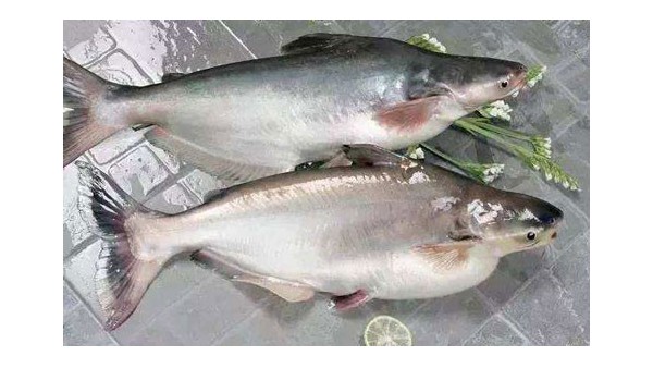 食品进口报关代理|巴沙鱼进口报关流程
