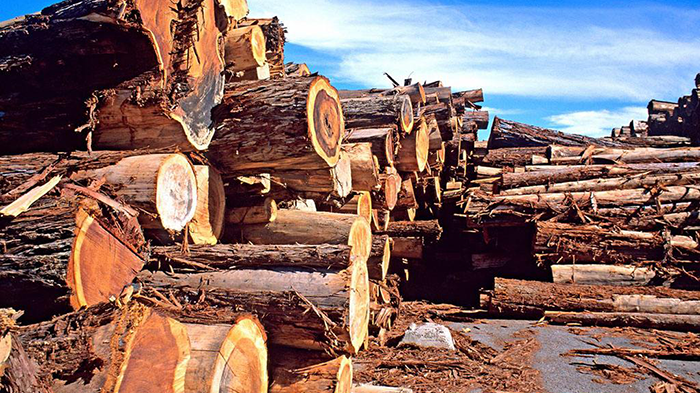 关于进口木材报关常见问答