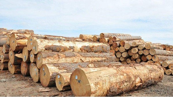 木材进口报关基本操作流程是什么？