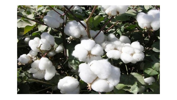 棉花进口报关流程是怎样的?