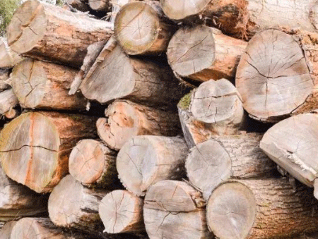 代理木材进口报关,木材进口报关,木材进口报关代理