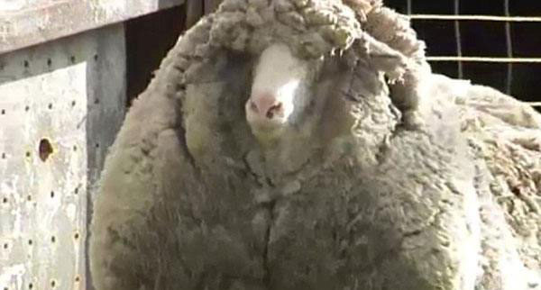 澳大利亚洗净羊毛进口报关