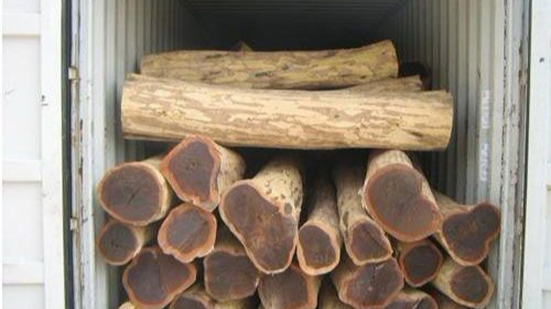 每一次木材进口报关，都是用心之作！
